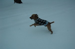 snow romp