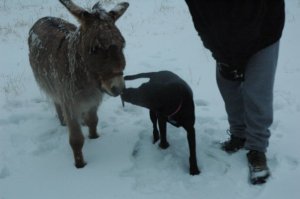 Frozen Donkey