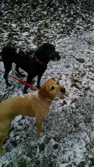 17101737_10155574182385656_470216831_n