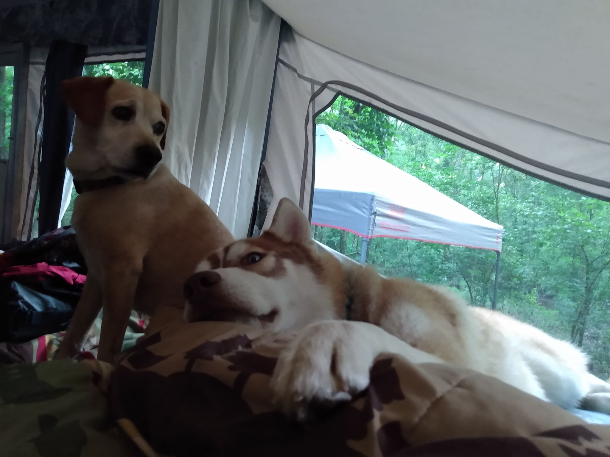 105051595_278379906611518_4466464449719223905_n